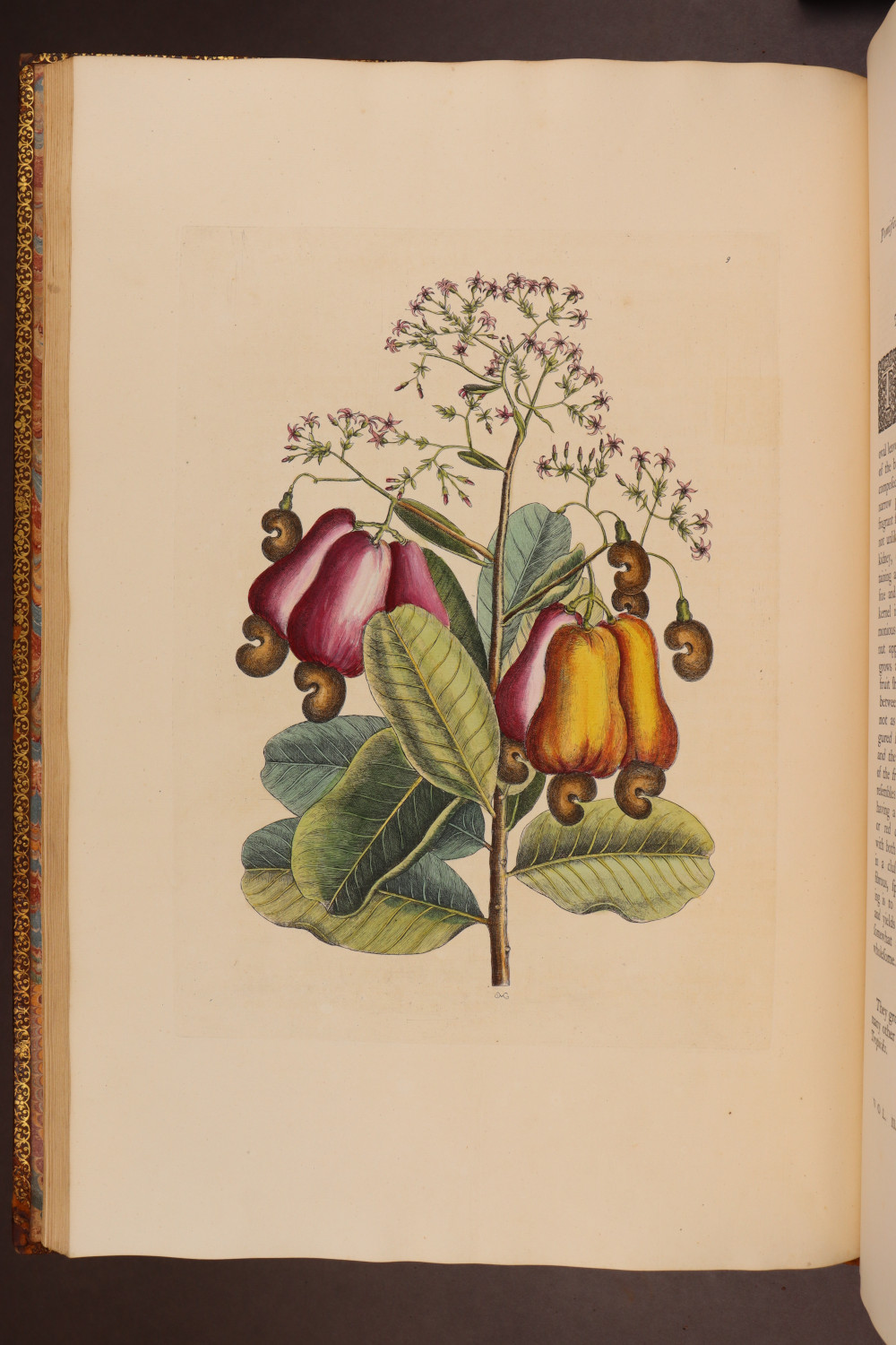 Plate 9
